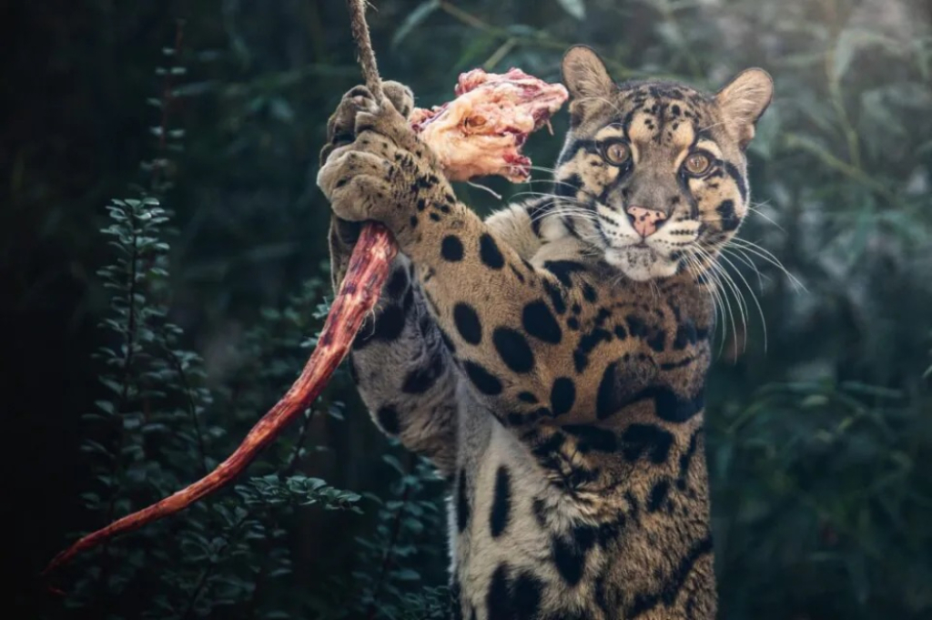 Nowe pokazy we wrocławskim zoo. Sprawdź, które zwierzęta możesz zobaczyć podczas karmienia – Nowe pokazy karmienia we wrocławskim zoo. Fot. ZOO Wrocław