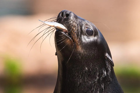Nowe pokazy we wrocławskim zoo. Sprawdź, które zwierzęta możesz zobaczyć podczas karmienia - 0