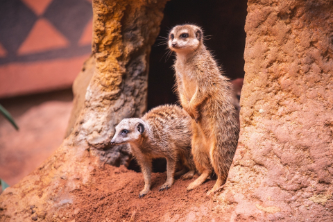 Nowe pokazy we wrocławskim zoo. Sprawdź, które zwierzęta możesz zobaczyć podczas karmienia - 2