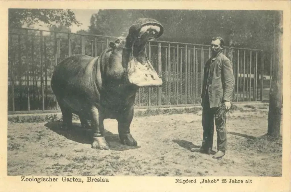 Wrocławskie zoo prosi o archiwalne zdjęcia. Powstanie wielki kolaż. "Im starsze, tym lepiej" – Wrocławski ogród zoologiczny zaprasza do wzięcia udziału w ponadczasowym projekcie. Fot: materiały Zoo Wrocław