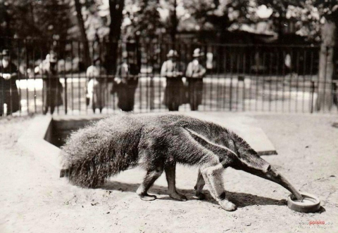 Wrocławskie zoo prosi o archiwalne zdjęcia. Powstanie wielki kolaż. "Im starsze, tym lepiej" - 2