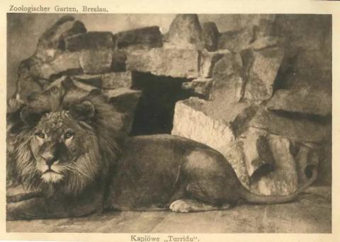 Wrocławskie zoo prosi o archiwalne zdjęcia. Powstanie wielki kolaż. "Im starsze, tym lepiej" - 4