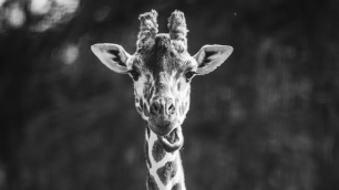 Nie żyje Nala, 18-letnia żyrafa z wrocławskiego zoo. Odeszła w wyniku komplikacji związanych z porodem