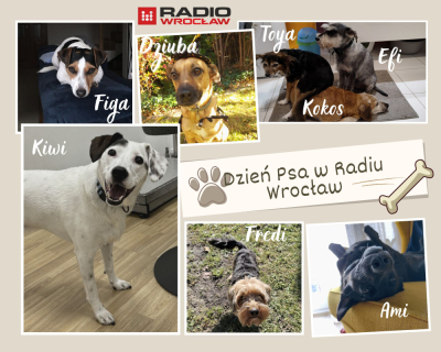 1 lipca to Międzynarodowy Dzień Psa. Świętujemy go r&oacute;wnież w Radiu Wrocław