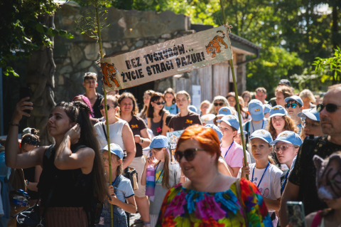 Tygrysie czworaczki kończą rok! Huczna impreza urodzinowa w ZOO Wrocław - 1