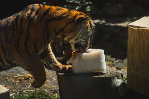 Tygrysie czworaczki kończą rok! Huczna impreza urodzinowa w ZOO Wrocław - 2