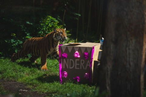 Tygrysie czworaczki kończą rok! Huczna impreza urodzinowa w ZOO Wrocław - 3