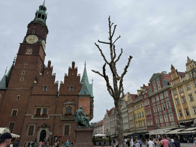 Sp&oacute;r o... trzy drzewa na Rynku. Tak wyglądają po czterech miesiącach od zasadzenia