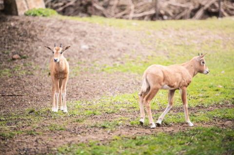 Wyginęły w naturze, udało się je do niej przywrócić. Pomogło wrocławskie zoo - 0