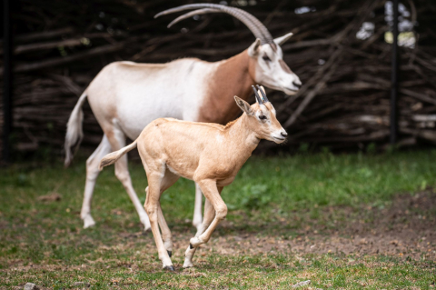 Wyginęły w naturze, udało się je do niej przywrócić. Pomogło wrocławskie zoo - 1