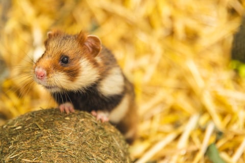Bryg, Bosman, Brzask, Burza i Bryza. We wrocławskim zoo na świat przyszło pięć chomików europejskich - 0