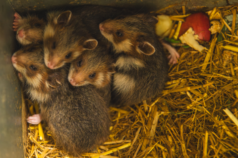 Bryg, Bosman, Brzask, Burza i Bryza. We wrocławskim zoo na świat przyszło pięć chomików europejskich - 1