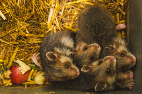 Bryg, Bosman, Brzask, Burza i Bryza. We wrocławskim zoo na świat przyszło pięć chomików europejskich - 2