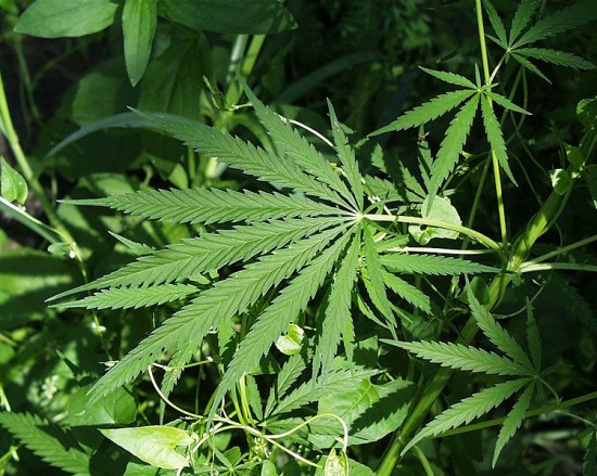 Nielegalna plantacja marihuany - Fot. Wikipedia