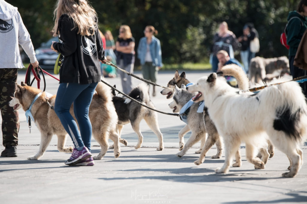 Wrocław znów zamerda! Przez miasto przejdzie parada psów - Psy podczas parady.