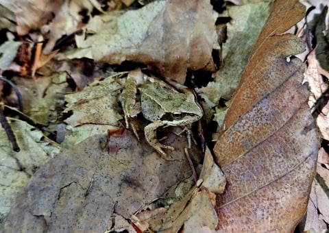 Trzy nowe rezerwaty przyrody na Dolnym Śląsku. Sprawdź, które obszary objęto ochroną - 2