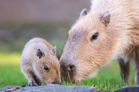 Są przeurocze i kocha je cały świat! Wyjątkowe gryzonie urodziły się we wrocławskim zoo - 0