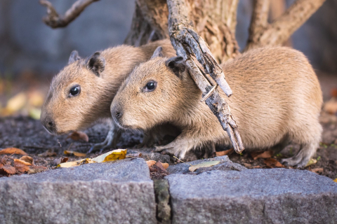 Są przeurocze i kocha je cały świat! Wyjątkowe gryzonie urodziły się we wrocławskim zoo - 1