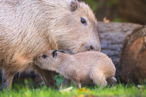 Są przeurocze i kocha je cały świat! Wyjątkowe gryzonie urodziły się we wrocławskim zoo - 2