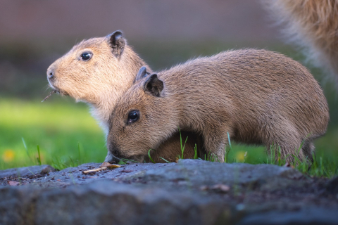 Są przeurocze i kocha je cały świat! Wyjątkowe gryzonie urodziły się we wrocławskim zoo - 3