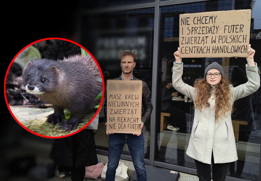Protest pod Galerią Dominikańską. Aktywiści sprzeciwiają się sprzedaży futer zwierzęcych - „Nie chcemy futer w polskich centrach handlowych” – demonstracja we Wrocławiu