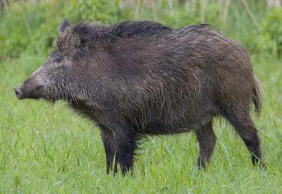 Rozkopane ogr&oacute;dki i porozrzucane śmieci. Dziki coraz śmielej wchodzą do miast