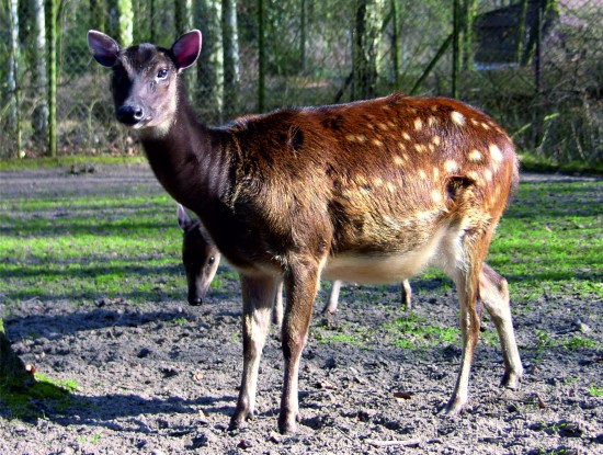 Nowi mieszkańcy wrocławskiego ZOO - Fot. archiwum ZOO Wrocław