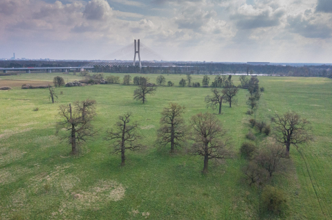 Tutaj powstanie pierwszy rezerwat przyrody we Wrocławiu? "To zielone płuco miasta" - 0