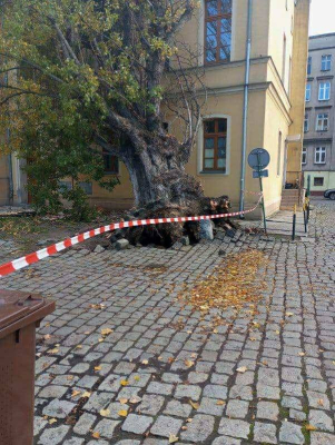 Wrocław: Drzewo spadło na budynek. Trwa akcja służb przy Tęczowej [ZDJĘCIA] - 0