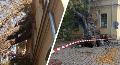 Wrocław: Drzewo spadło na budynek. Trwa akcja służb przy Tęczowej [ZDJĘCIA]