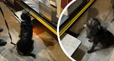 71-latek potrzebował pilnej pomocy. Uratowała go psia miłość! Ta historia chwyta za serce