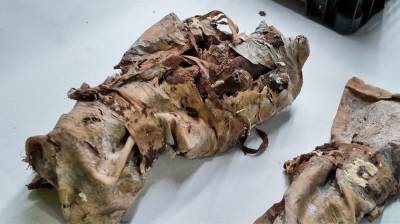 Otworzyli skrzynię ze szczątkami w Kłodzku. Trwa weryfikacja, czy to Arnoszt z Pardubic