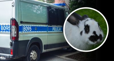 Wyrzucił kr&oacute;lika z okna, p&oacute;źniej groził policjantowi. 35-latek stanie przed sądem