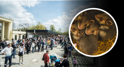 Ponad 1,5 mln odwiedzających i wyczekiwane od lat narodziny. Zoo Wrocław zamyka rok pełen sukces&oacute;w