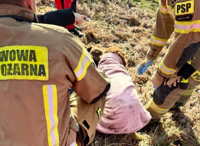 Pod psem załamał się l&oacute;d, właścicielka pr&oacute;bowała go ratować. Dramatyczna interwencja we Wrocławiu