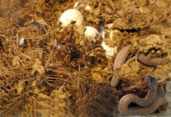 Gadzia gromadka w Zoo (Zobacz) - 2