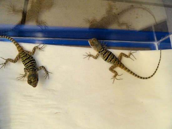 Gadzia gromadka w Zoo (Zobacz) - 0