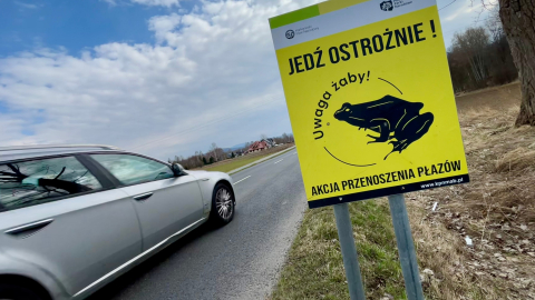 „Akcja żaba” na Dolnym Śląsku. Każdy kierowca może pomóc w ratowaniu płazów - 1