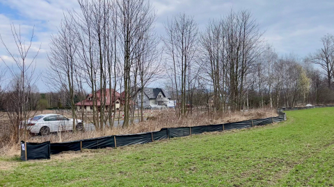 „Akcja żaba” na Dolnym Śląsku. Każdy kierowca może pomóc w ratowaniu płazów - 2