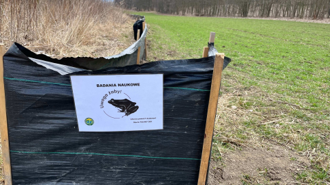 „Akcja żaba” na Dolnym Śląsku. Każdy kierowca może pomóc w ratowaniu płazów - 3