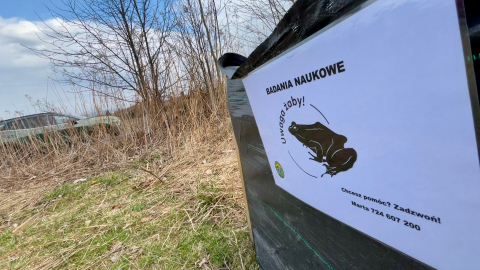 „Akcja żaba” na Dolnym Śląsku. Każdy kierowca może pomóc w ratowaniu płazów - 4