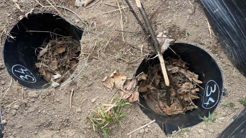 „Akcja żaba” na Dolnym Śląsku. Każdy kierowca może pomóc w ratowaniu płazów - 5