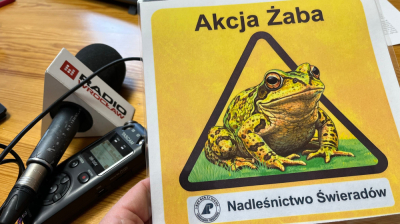 &bdquo;Akcja żaba&rdquo; na Dolnym Śląsku. Każdy kierowca może pom&oacute;c w ratowaniu płaz&oacute;w