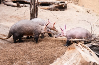 Bubu wr&oacute;cił do rodzic&oacute;w. Wielkie pojednanie we wrocławskim zoo