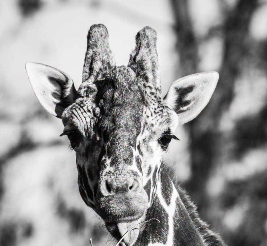 Zoo Wrocław żegna Rafikiego. Odszedł najstarszy samiec żyrafy siatkowanej - Odszedł Rafiki. Żyrafa z Zoo Wrocław miała 19 lat