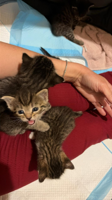 Koci baby boom we wrocławskim schronisku. Te maluchy czekają na adopcję [ZDJĘCIA] - 3
