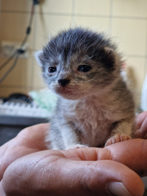 Koci baby boom we wrocławskim schronisku. Te maluchy czekają na adopcję [ZDJĘCIA] - 5