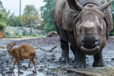 Marusia się doczekała! Do zoo przyjechał narzeczony dla samicy nosorożca indyjskiego
