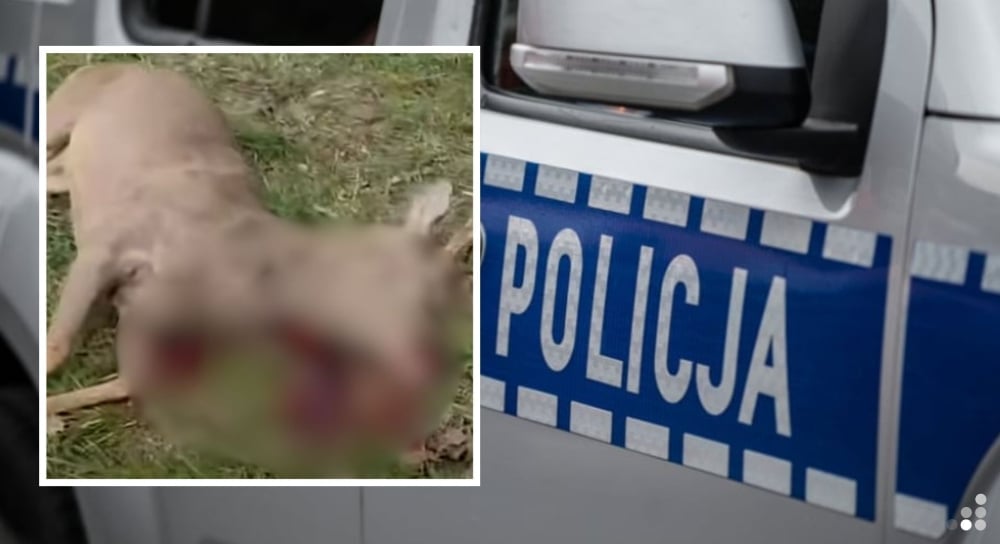 Poderżnął gardło potrąconej sarnie na oczach policjantów. Prokuratura stawia zarzuty myśliwemu