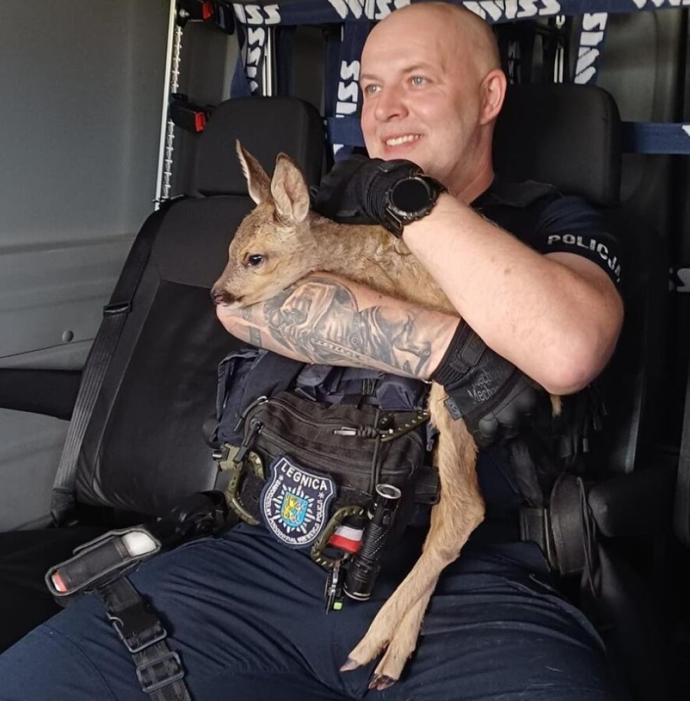 Niecodzienny pasażer radiowozu. Policjanci uratowali zagubione koźlę sarny